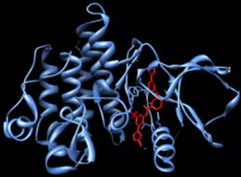 Structure of the CSF1R protein with an added molecule (in red) that prevents the protein from performing its task.