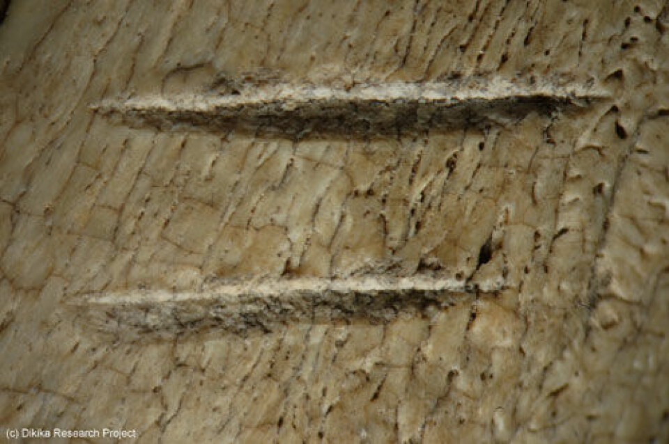 Forstørret detalj av kutt i beinfragment funnet i Afar-regionen i Etiopia. Forskere knyttet til Dikika Research Project mener dette er spor av nærmenneskers bruk av steinredskaper til å partere dyr. (Foto: Dikika Research Project)