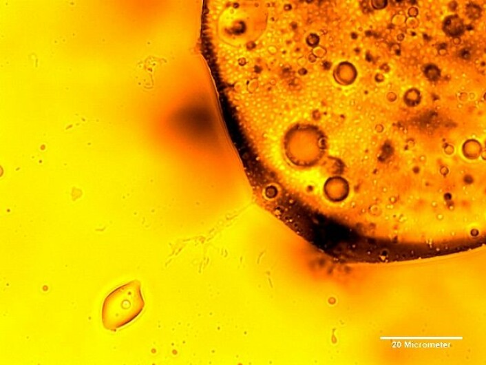 Studien fra Berkeley Lab antyder at mikrober bryter ned oljen som ligger på 1100 meters dyp i Mexicogolfen. (Foto: Hoi-Ying Holman group)