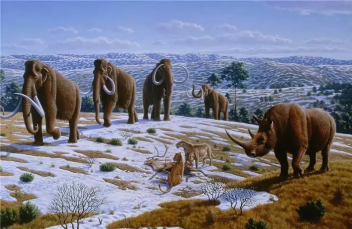 Disse store, pelskledde pattedyrene levde i Spania og Portugal frem til for 10.000 år siden. Da sluttet den siste istiden, og det ble for varmt for dem. (Illustrasjon: Peter Novák)"