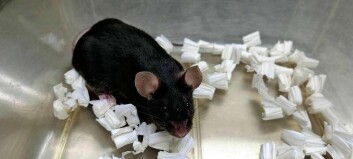 Japanske forskere har klonet fram mus
