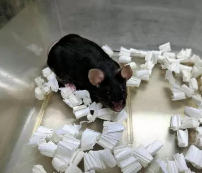 Japanske forskere har klonet fram mus
