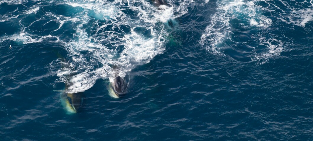 Finnhvalen var nesten utryddet, men nå er den tilbake