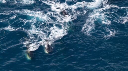 Finnhvalen var nesten utryddet, men nå er den tilbake
