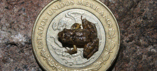 Forskere fant bitte små frosker
