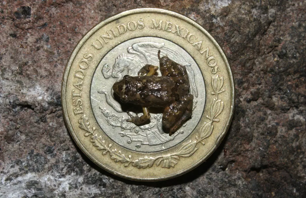 Her sitter frosken Craugastor rubinus på en meksikansk mynt.