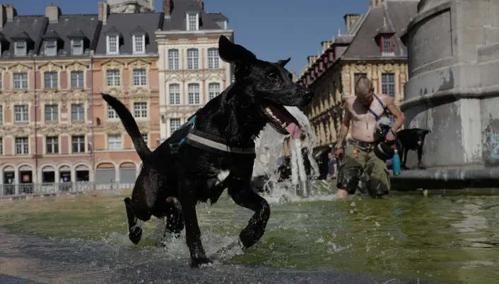Mon tro om denne lille familien på firbeinte og tobeinte ikke hadde air-condition hjemme, og måtte søke avkjøling med et bad. Bildet er tatt i Lille nord i Frankrike den 19. juli. Mon tro om denne lille familien på firbeinte og tobeinte ikke hadde air-condition hjemme, og måtte søke avkjøling med et bad. Bildet er tatt i Lille nord i Frankrike den 19. juli.