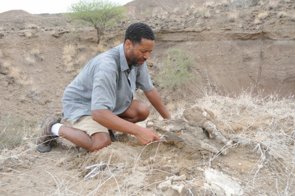 Prosjektleder Zeresenay Alemseged for Dikila Research Project mener lærebøkene må skrives om etter de nye funnene i Afar-regionen i Etiopia. Han arbeider her med et 3,4 millioner år gammelt nesehorn-fossil. (Foto: Dikika Research Project)
