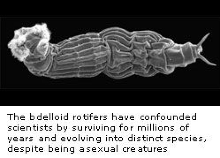 "Rotifera. Bilde fra Imperial College Londons nettside." "Rotifera. Bilde fra Imperial College Londons nettside."