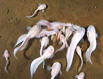 "Små sneglefisk svermer om smårekeagn på 7700 meters dyp. (Foto:Natural Environment Research Council and University of Aberdeen)" "Små sneglefisk svermer om smårekeagn på 7700 meters dyp. (Foto:Natural Environment Research Council and University of Aberdeen)"
