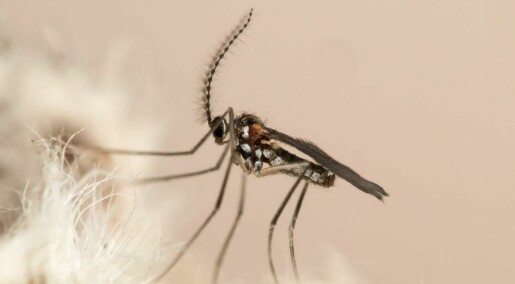Over 100 nye myggarter oppdaget i Norge
