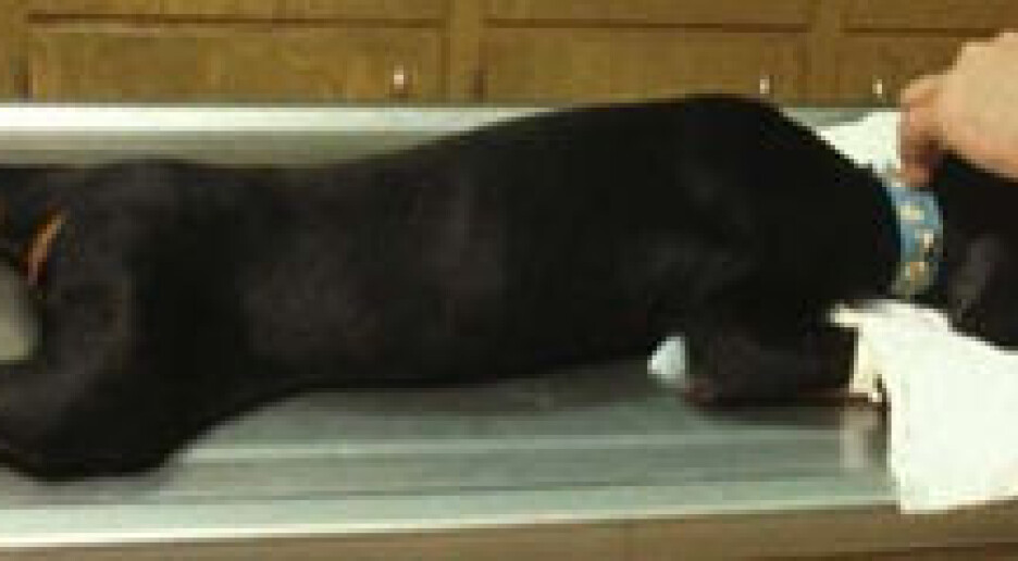 Skal det være en donornyre til katten?