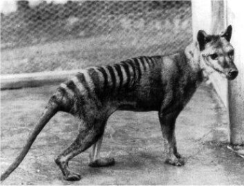 "Da Benjamin døde i Hobart Zoo i 1936 forsvant den siste tasmanske tigeren. Nå vil forskerne klone den utdødde arten." "Da Benjamin døde i Hobart Zoo i 1936 forsvant den siste tasmanske tigeren. Nå vil forskerne klone den utdødde arten."