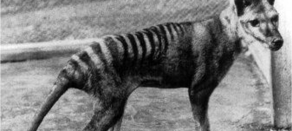 'Tasmansk tiger.'
