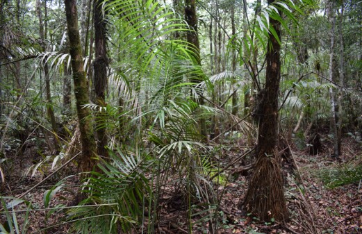 True size of world's largest tropical peatland revealed for the first time