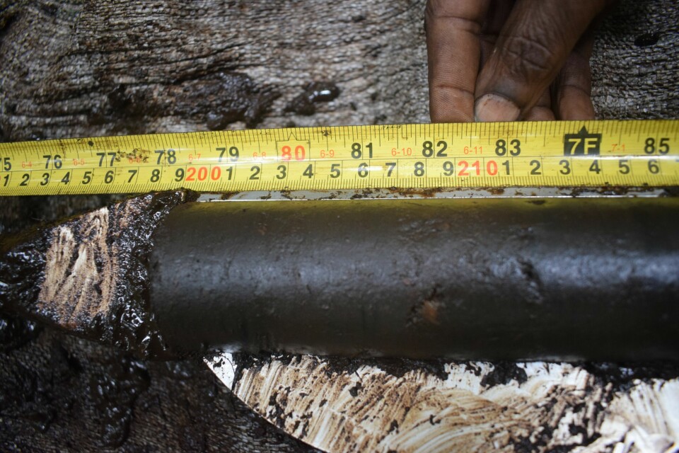 Researchers measure the depth of a peat core after bringing it up to the surface.