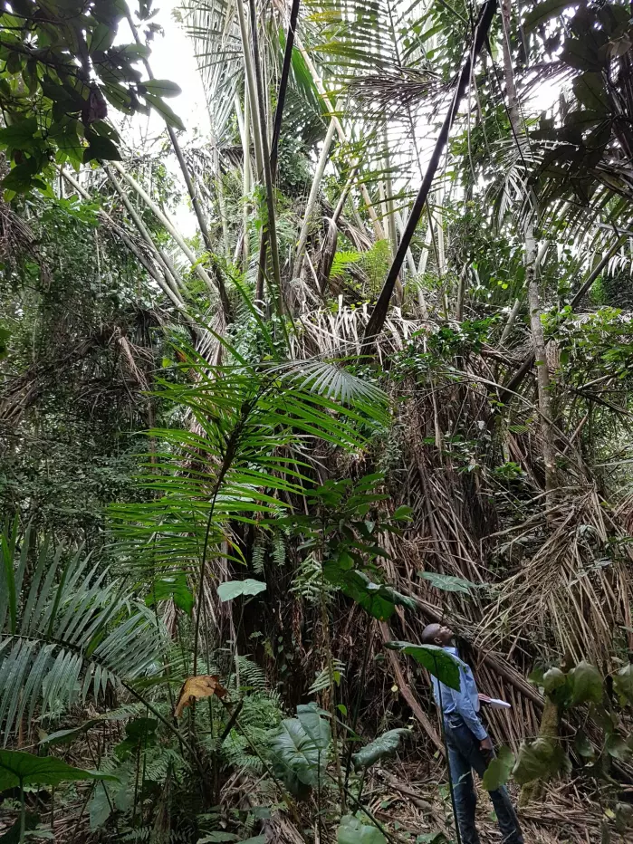Corneille Ewango of the University of Kisangani, DRC, studies a peat swamp forest dominated by large <span class="italic" data-lab-italic_desktop="italic">Raphia laurentii </span>palm trees.
