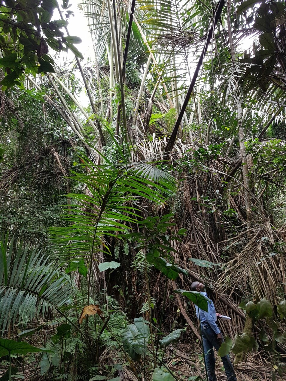 Corneille Ewango of the University of Kisangani, DRC, studies a peat swamp forest dominated by large Raphia laurentii palm trees.