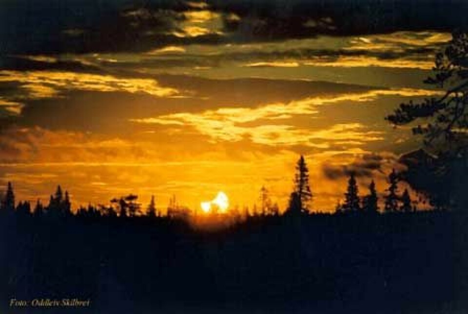 'Solformørkelsen 31. mai er ikke bare den største på nesten 50 år, den kan også bli meget vakker. Sist gang Solen stod meget lavt under en formørkelse, 31. juli 2000, ble dette bildet tatt fra Nord-Sverige. Denne gangen vil formørkelsen på sitt maksimale være over dobbelt så stor. (Foto: Oddleiv Skilbrei)'