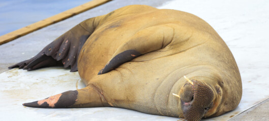 ‘Freya’ the walrus may be an environmentalist