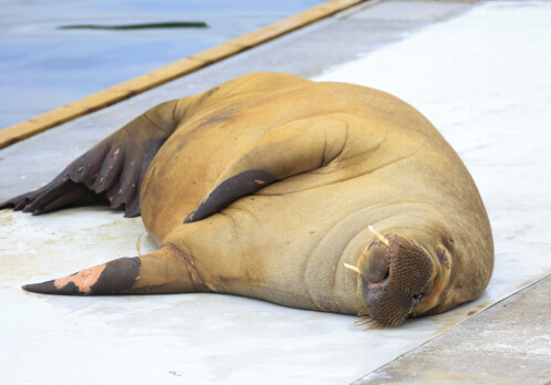 ‘Freya’ the walrus may be an environmentalist