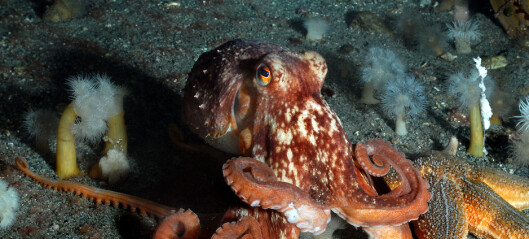 Forskere hermet etter blekkspruten da de lagde dykker-hanske