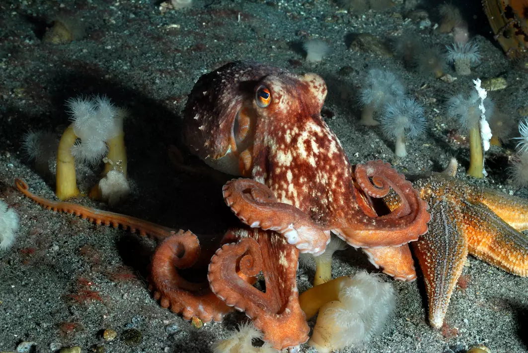 Armene til blekksprutene har massevis av sugekopper. Hver sugekopp har stor sugekraft. Blekkspruten på bildet er av arten Eledone cirrhosa, som holder til i havet utenfor Norge. Den er opptil en halv meter lang og har åtte armer.