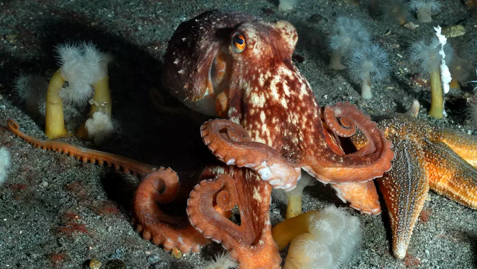 Forskere hermet etter blekkspruten da de lagde dykker-hanske