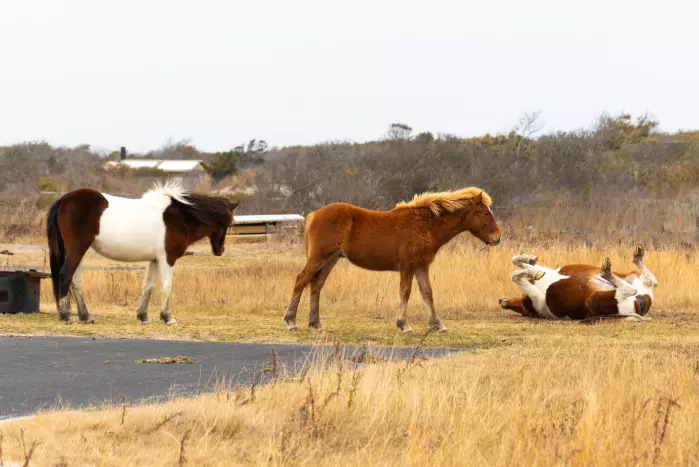 Ville Chincoteague-ponnier på Assateague-øya. På 1900-tallet led hestene av innavl og andre hesteraser ble tilført rasen. Da fikk man inn pinto-fargen, som er flekker.