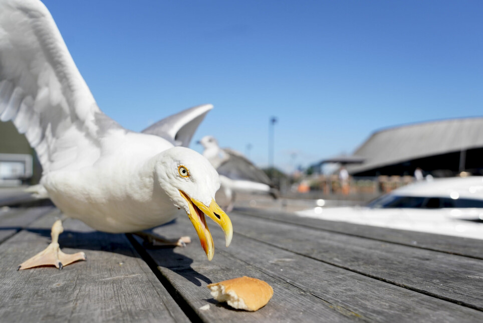Mange liker å mate måkene. Og noen synes det er gøy at fuglene tar maten ut av hendene deres. – At måkene stuper etter mat, er et menneskeskapt problem, sier Svein-Håkon Lorentsen.