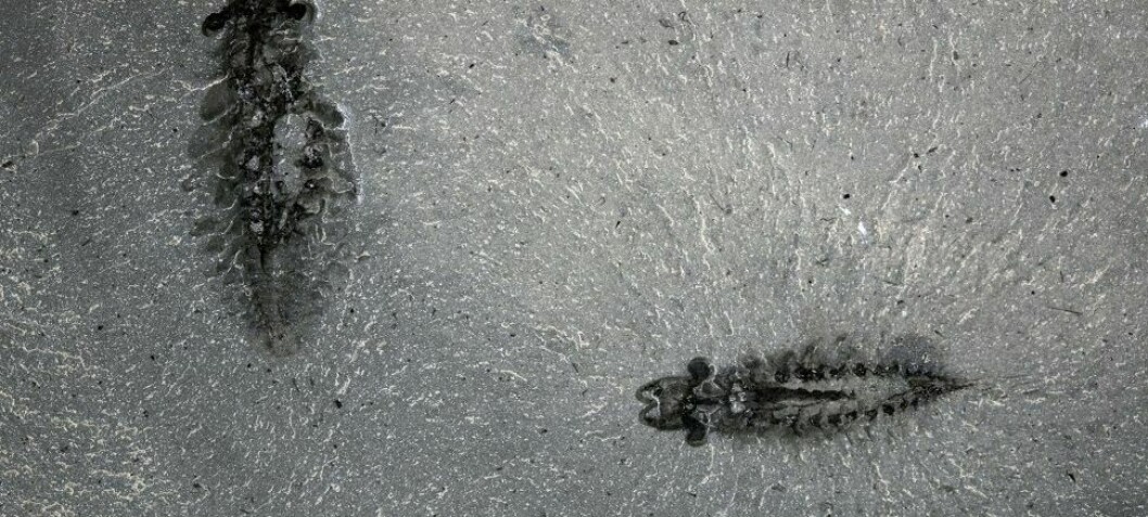 500 millioner år gamle fossiler viser nervesystemet til rovdyr