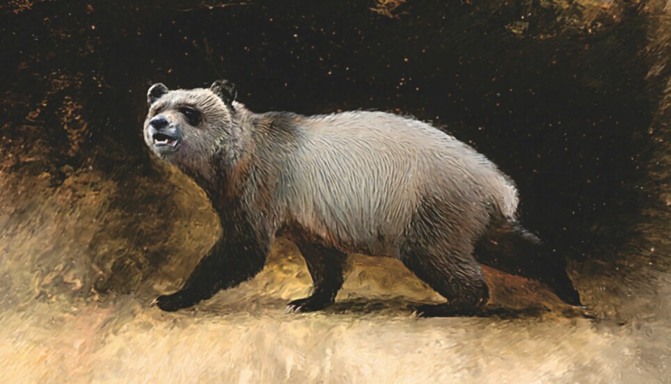 Kanskje så den europeiske pandaen slik ut? Men det er ikke så godt å vite, siden den levde for seks millioner år siden.