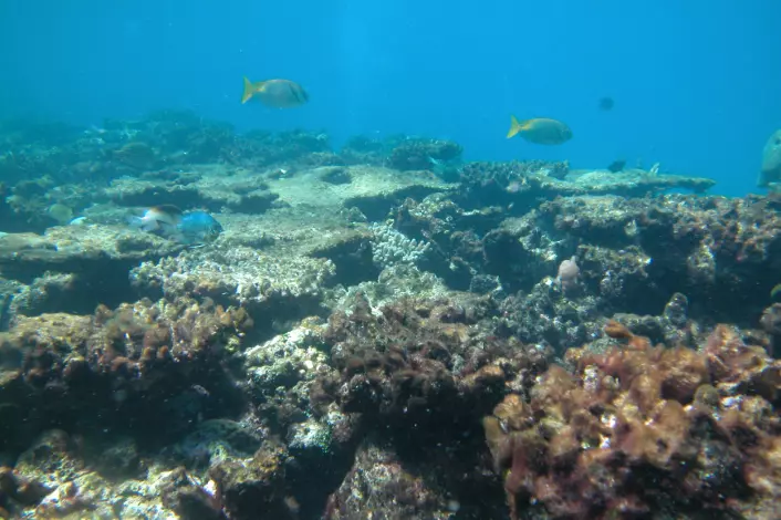 "Skadet og bleknet korallrev ved Great Barrier Reef, Australia. Revet regnes som verdens største levende organisme. Fremtiden ser dyster ut for mange av verdens koraller, slår den nye studien fast. Så mange som en tredel av dem kan være forsvunnet innen bare 50-100 år. (Foto: Cathie Page.)"