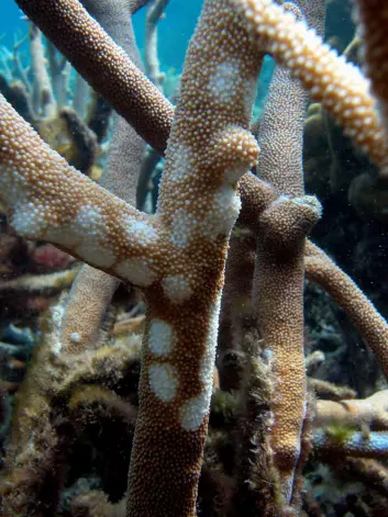 "Koraller av arten Acropora muricata ved Great Barrier Reef, Australia, med skader påført av bløtdyr. (Foto: Cathie Page)"