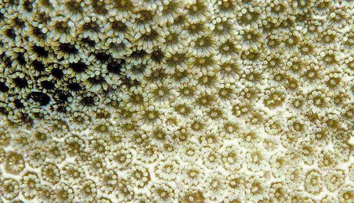 "Nærbilde av korallen Porites pukoensis. Hver korall har en såkalt polypp, som er rundt to millimeter i diameter når den åpner seg. Denne koralltypen står på listen over de mest utrydningstruede. (Foto: Donald C. Potts)"