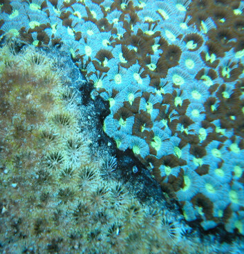 "Sykdommen Black band disease angriper en koloni koraller av arten Favia speciosa ved Great Barrier Reef, Australia. (Foto: Cathie Page)" "Sykdommen Black band disease angriper en koloni koraller av arten Favia speciosa ved Great Barrier Reef, Australia. (Foto: Cathie Page)"