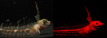 Enneapterygius pusillus (highcrest triplefin fish). I dagslys har den en annen framtoning. Foto: Michiels et al. BMC Ecology 2008 Enneapterygius pusillus (highcrest triplefin fish). I dagslys har den en annen framtoning. Foto: Michiels et al. BMC Ecology 2008