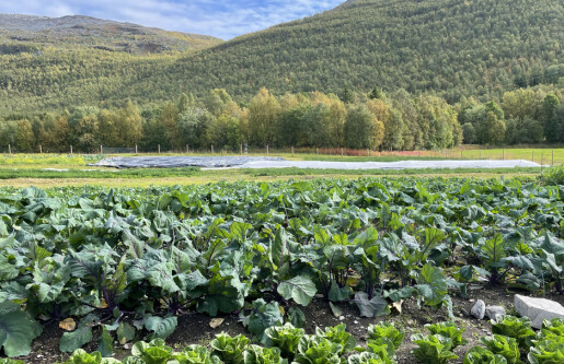 Varmere klima kan gi nye muligheter for landbruket i Nord-Norge