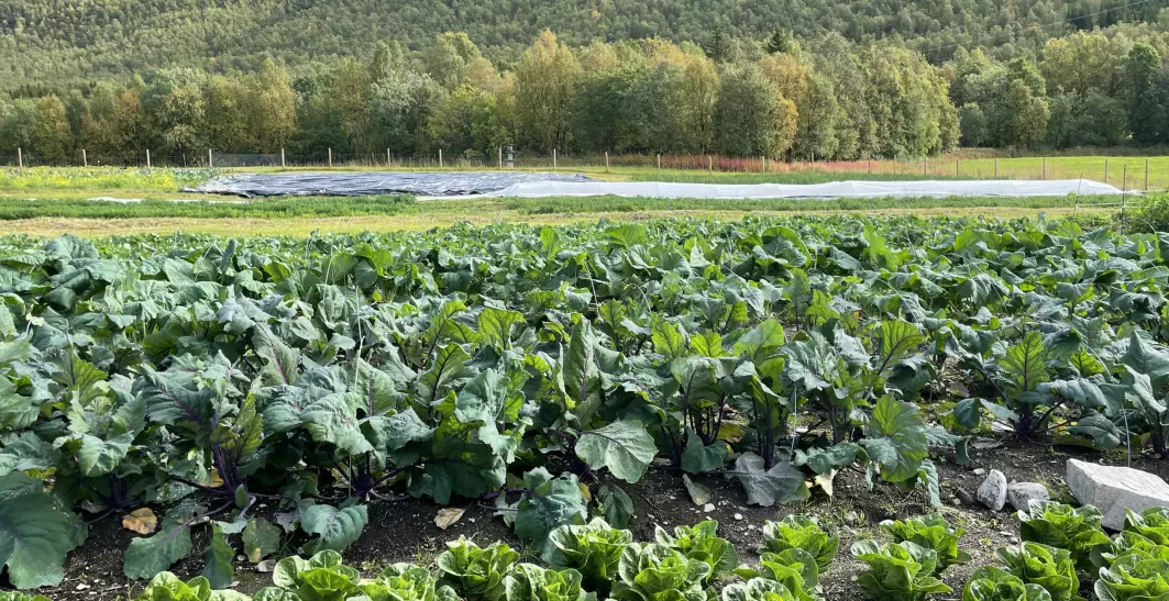 Grønnsaksproduksjon på friland i Burfjord, Finnmark.