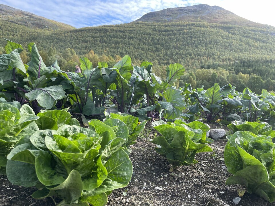 Grønnsaksproduksjon på friland i Burfjord, Finnmark.