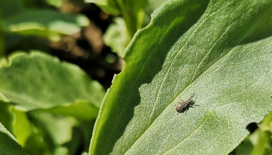 Ertesnutebille har fått heile planter til å velte fordi billene gneg i rotsystemet.