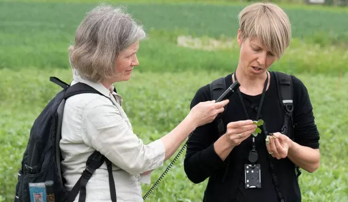 Gunda Thöming og Heidi Udnes Aamot snakka om plantehelseutfordringar i proteinvekstar på Plantehelsedagen i Ås i juni.