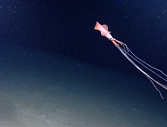 Et rosa vesen ble funnet mer enn seks kilometer ned i havdypet. Ser du hva det er?