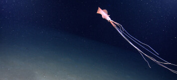 Et rosa vesen ble funnet mer enn seks kilometer ned i havdypet. Ser du hva det er?
