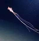 Et rosa vesen ble funnet mer enn seks kilometer ned i havdypet
