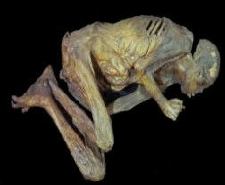 'Mumiene som er undersøkt er trolig over 650 år gamle, og stammer dermed fra førkolumbiansk tid. Likevel fant forskerne DNA-spor som viste at personene hadde vært infisert med H. poryli-bakterien mens de levde. (Foto: Yolanda Lopez Vidal and Gonzalo Castillo-Rojas)'