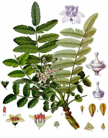 "Planten Boswellia. (Illustrasjon: Wikimedia Commons)"