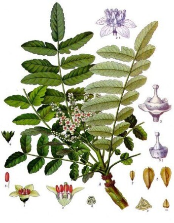 "Planten Boswellia. (Illustrasjon: Wikimedia Commons)" "Planten Boswellia. (Illustrasjon: Wikimedia Commons)"