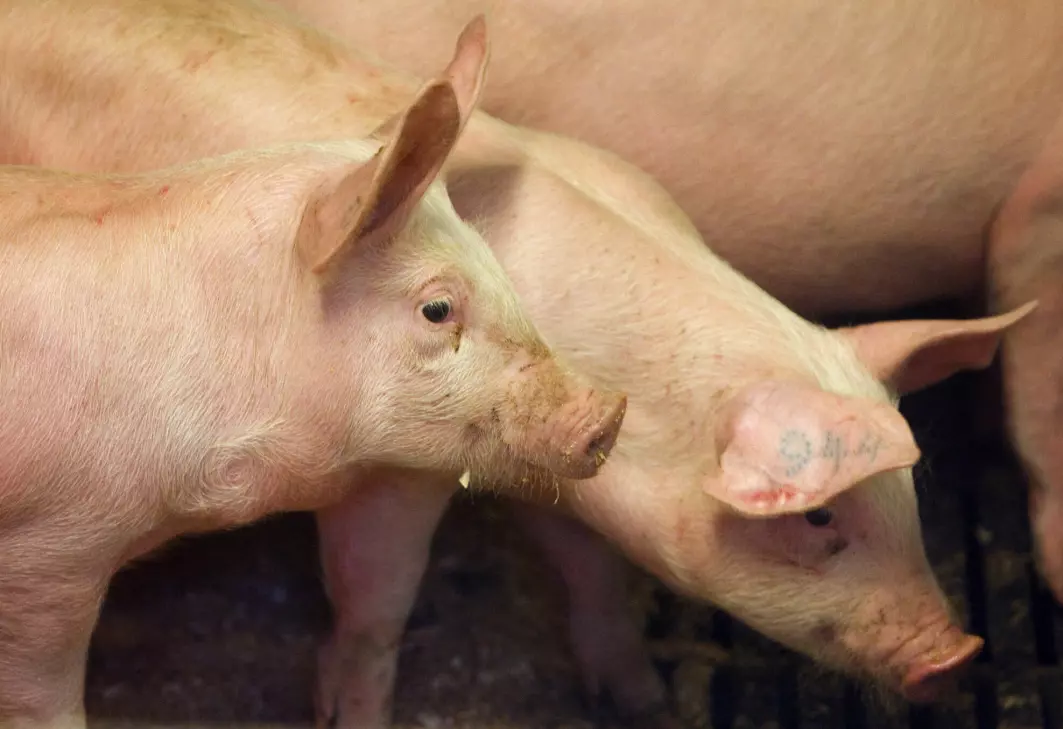 Forskere fra Yale universitet sier det er mulig at eksperimentet påførte grisene smerte og mener det trengs mer forskning på feltet.