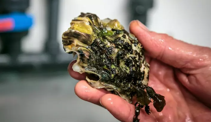 Pacific oysters are a robust and adaptable species that has colonized Norwegian waters from the Swedish border to the Western coast. The species is found in low water and can withstand drying on low tide.